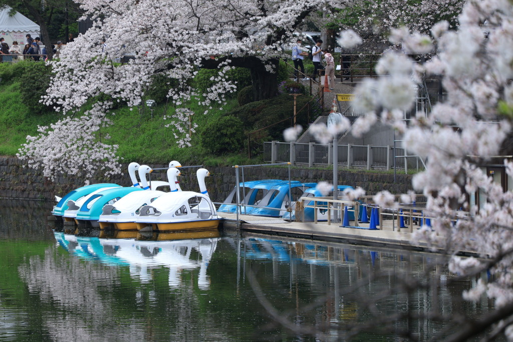 白鳥の休日