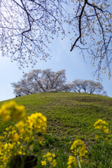 頭上の桜