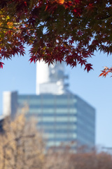 都心の紅葉