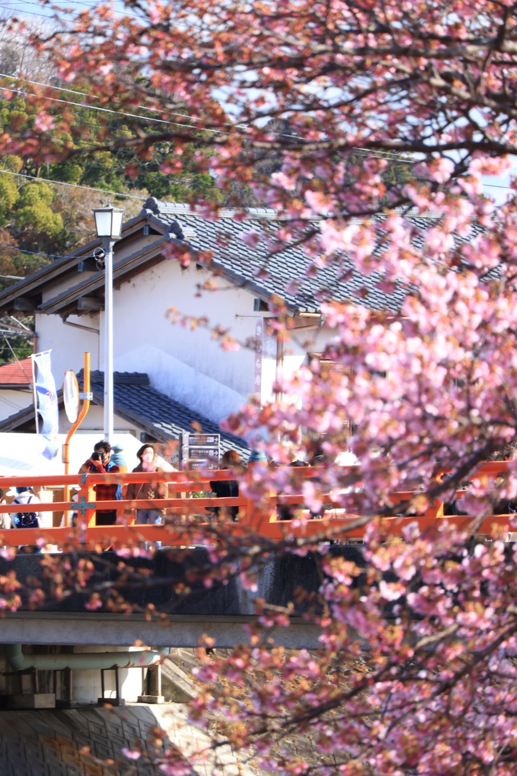 河津桜
