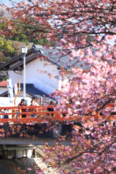 河津桜