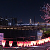 隅田川桜祭り