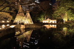 小石川後楽園ライトアップ5