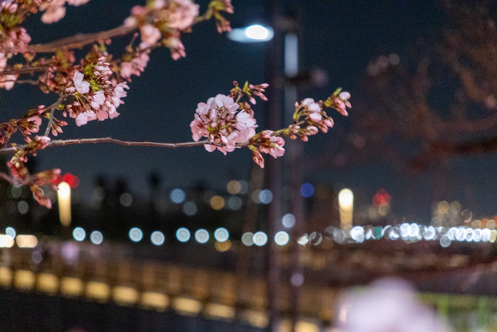 隅田川桜祭り