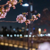 隅田川桜祭り