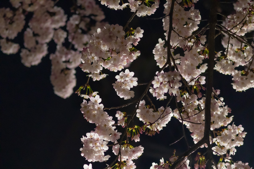 夜桜