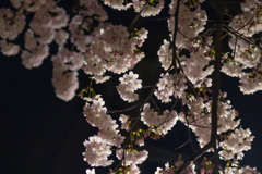 夜桜