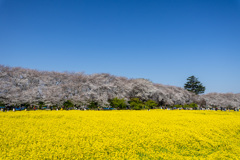 定番の風景