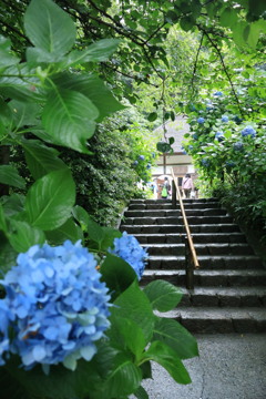 明月院3