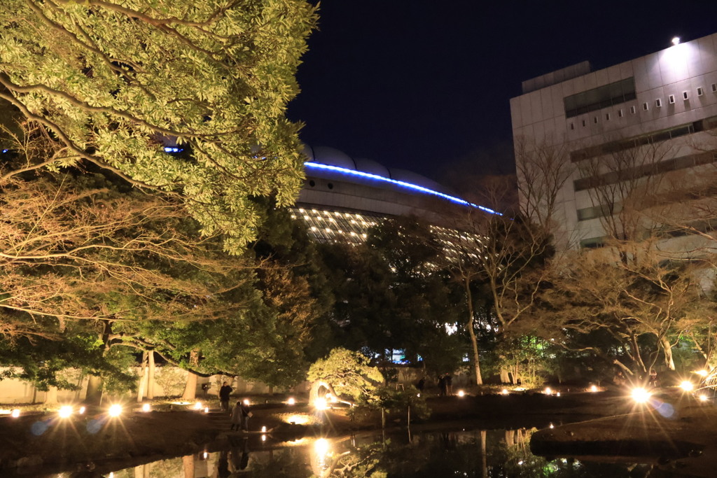 小石川後楽園ライトアップ3