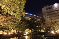 小石川後楽園ライトアップ3