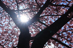 河津桜7