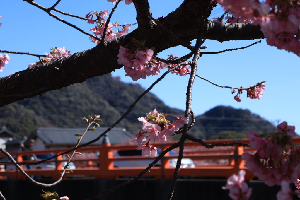河津桜2