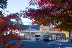 都心の紅葉