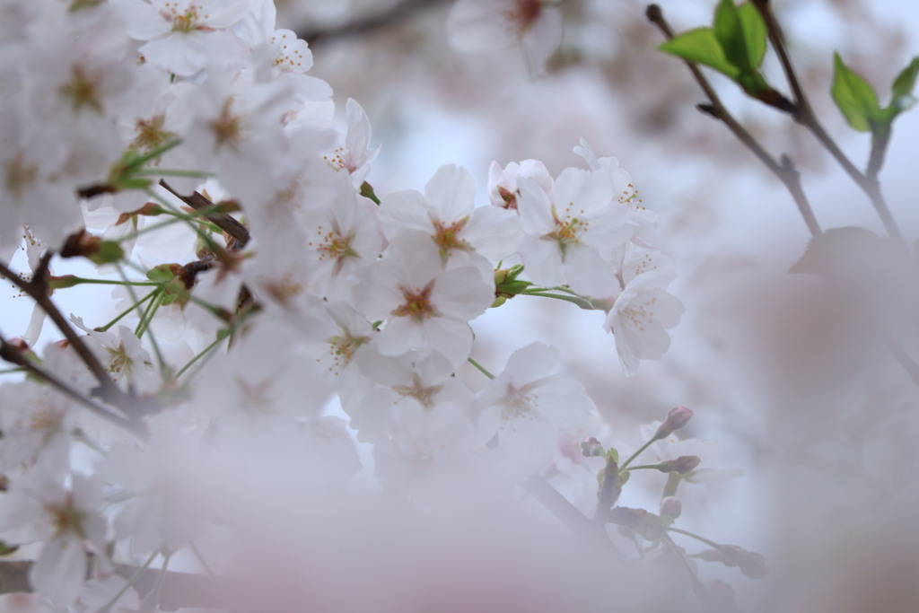 千鳥ヶ淵　桜