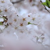 千鳥ヶ淵　桜