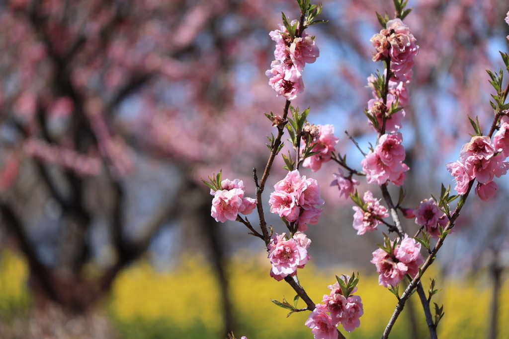 桃と菜の花