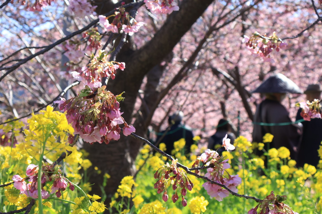 河津桜6