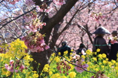 河津桜6