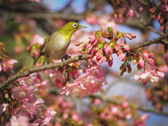 春を探しに