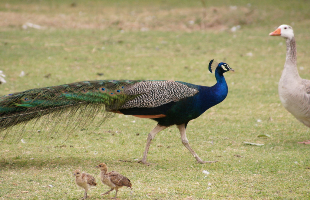 三種の鳥