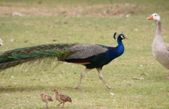 三種の鳥