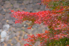 秋燃えて