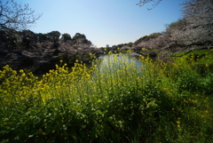 お堀の春