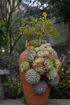 多肉植物