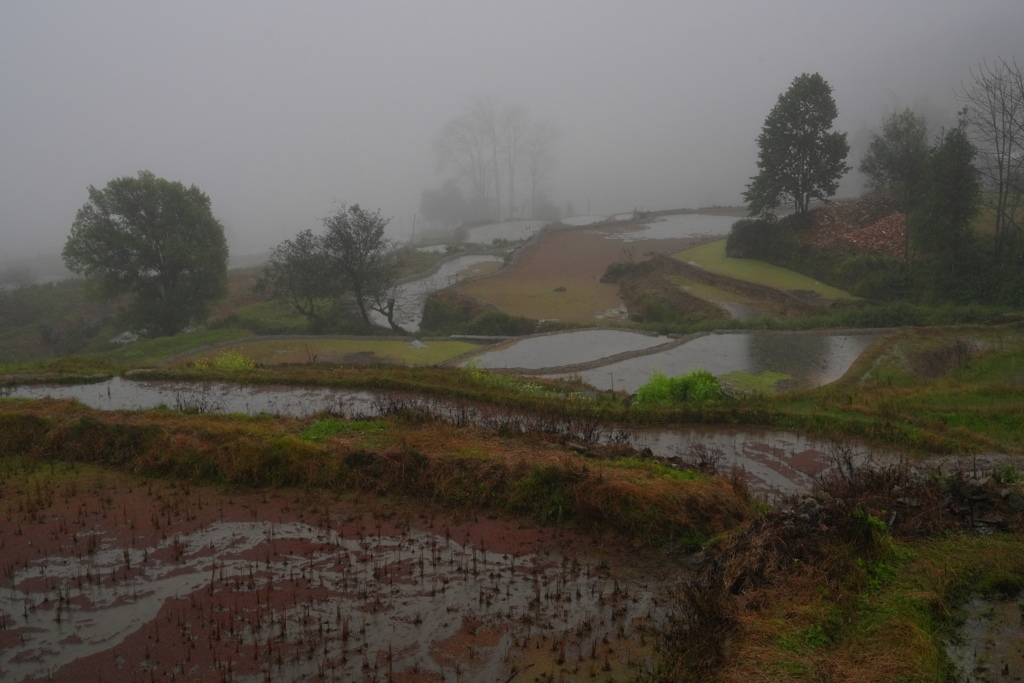 霧の棚田