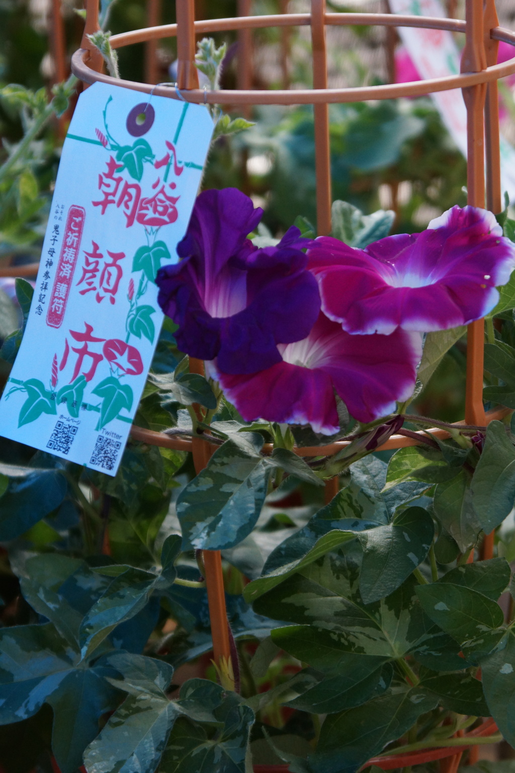東京入谷の朝顔市