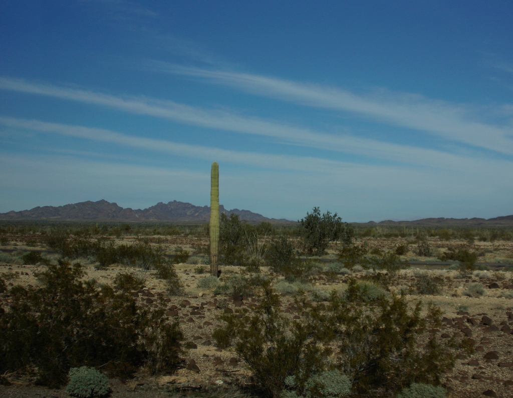 一本のサボテン