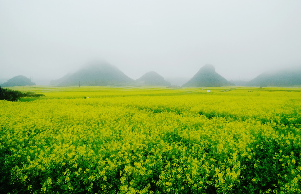 霧の菜の花畑