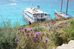 ビーチの花