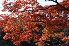 紅強し
