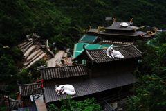 屋根の上の白狐