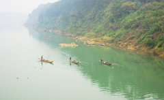 朝の川魚漁 朝の川魚漁
