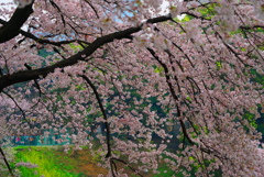 艶やかに