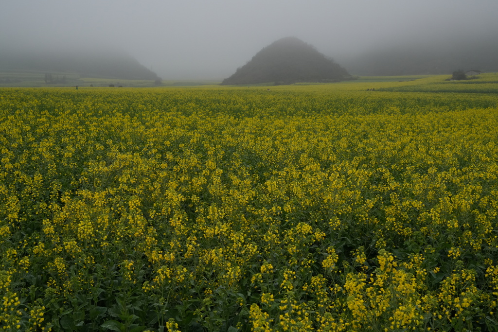 霞む菜の花畑