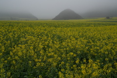 霞む菜の花畑