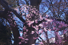 木陰に咲く桜