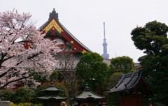 春の浅草