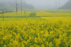 朝もやの菜の花畑