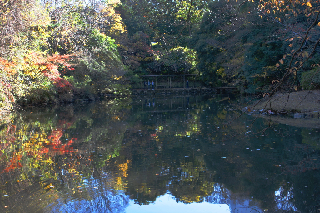 東京大学三四郎の池