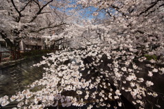 桜の花火