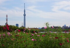 ツリーの麓にコスモスが