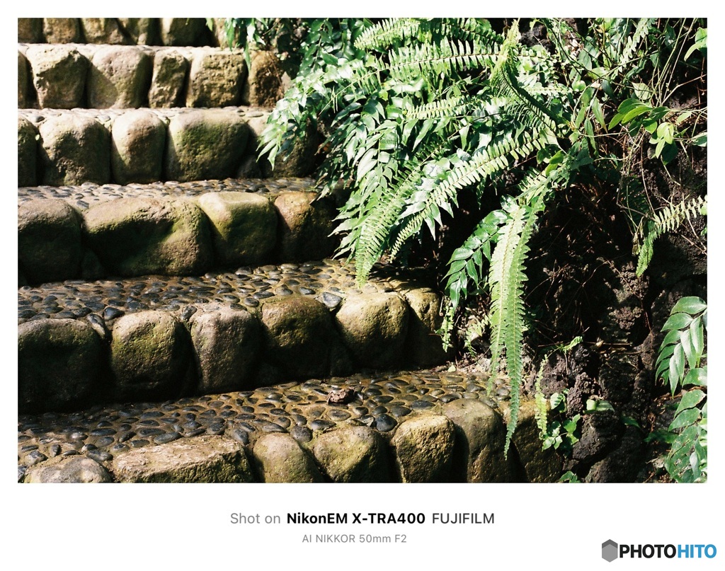 太陽と植物園