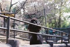 大阪府池田市は五月山動物園