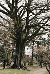 京都御所内のデッカい木