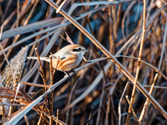 枯草にモズは歩哨として立ち
